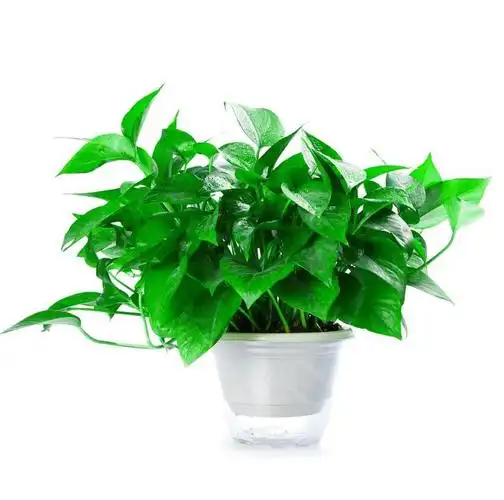 罗花绿植物盆栽碧罗懒人室内绿值新房玉萝净化空气绿植