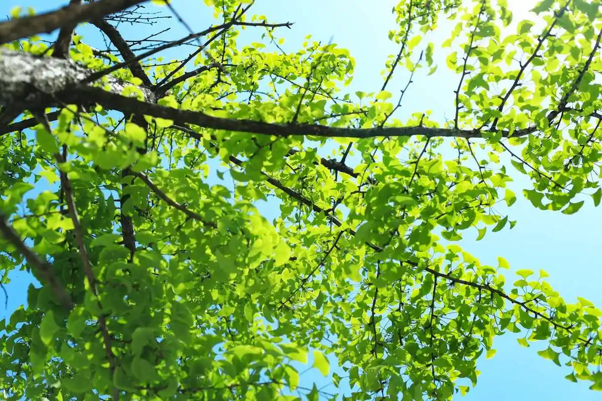 银杏摇曳舞翩翩,一抹绿色如清泉