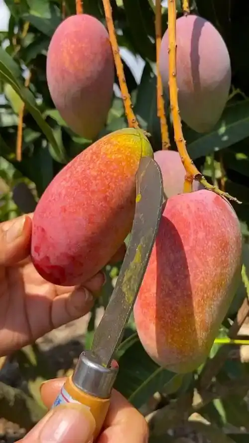 贵妃芒#喜欢吃贵妃芒吗,这个树上熟的!