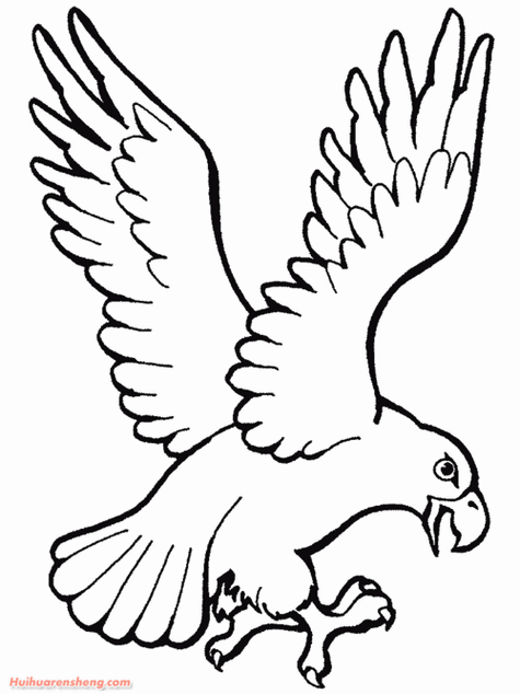 展翅的雄鹰简笔画教