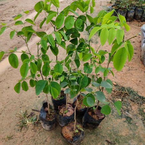 名贵珍稀树苗老挝大红酸枝苗交趾黄檀树苗酸枝木苗苗木庭院树苗120一