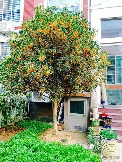 院子再小也要种的9种树