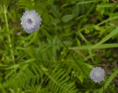 叶子互生,边缘有锯齿,开的花蓝紫色,很漂亮(求名称)