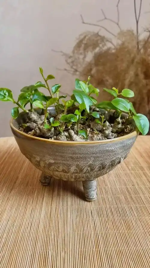 能吃又能欣赏的藤三七水培植物-度小视