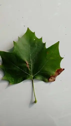 这是法国梧桐树的树叶,叶子比较大像手掌,边缘有不规则的尖齿和波状齿