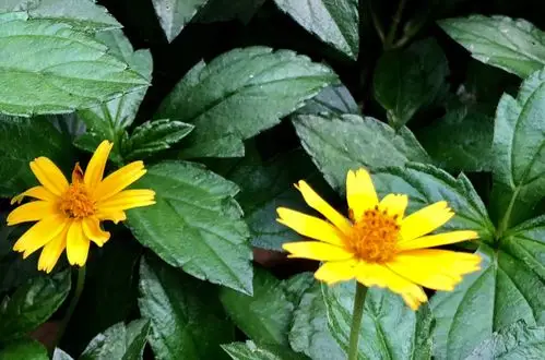 清新的小花,就像一首淡雅的歌