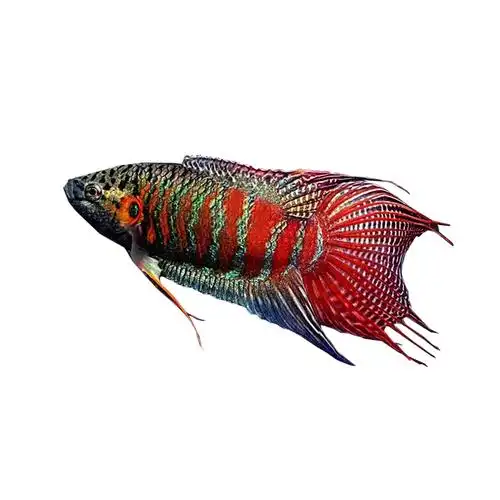 中国斗鱼巨普活体活鱼冷水不打氧菩萨花手巾淡水热带鱼耐养观赏鱼