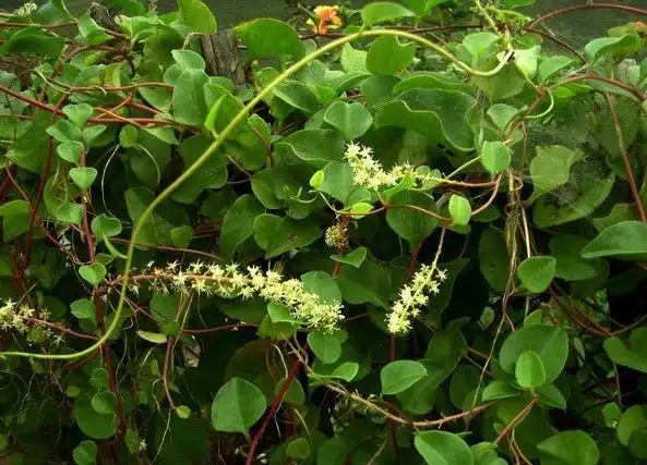 简介藤三七,是落葵科落葵属多年生蔓生植物.