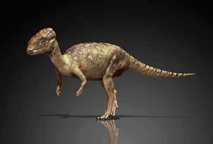 平头龙(homealocephale)是肿头龙类恐龙,属于 鸟臀