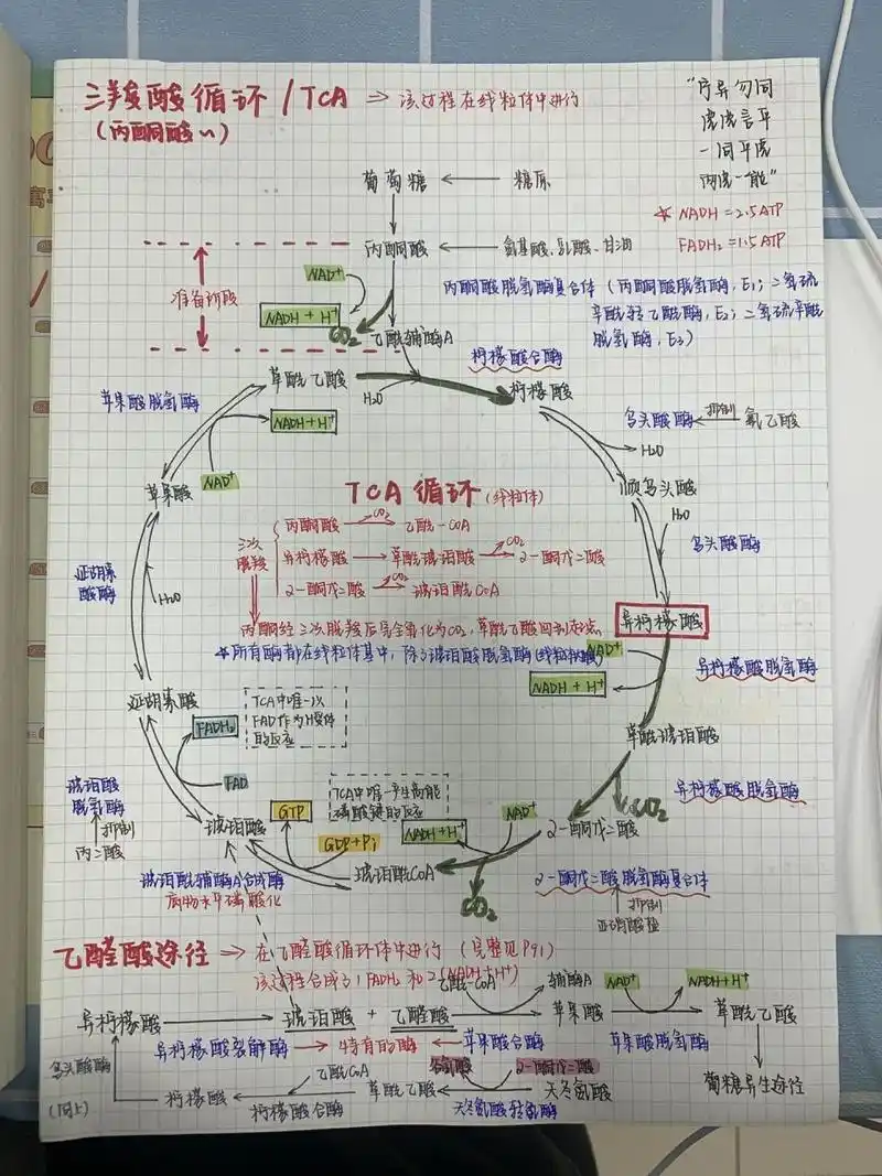 生物化学|三羧酸循环 最近又忘了背循环 浅看一下tca循环吧