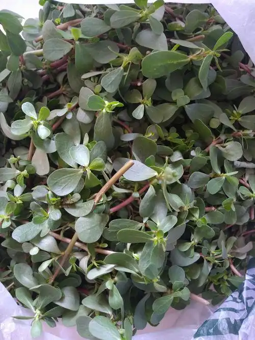 精品野菜马齿苋