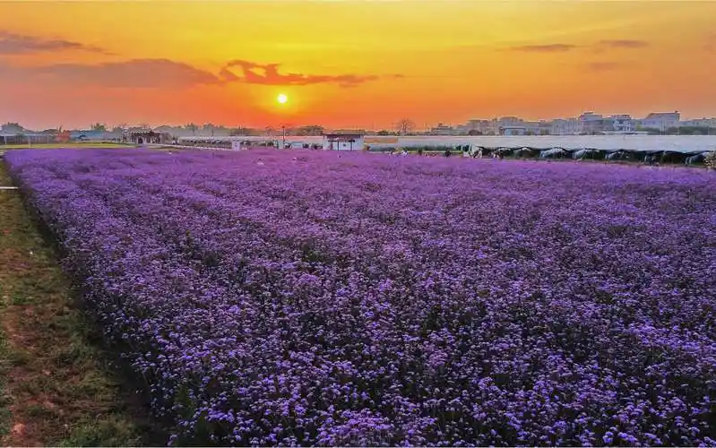 紫花马鞭草|花海拍照