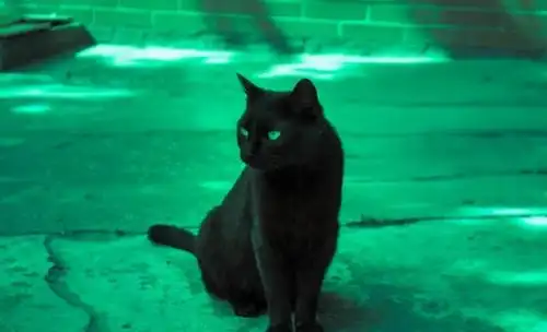 男 中国 2019-07-06 01:16:53 分享2018年10月18日 抖音壁纸汤姆猫