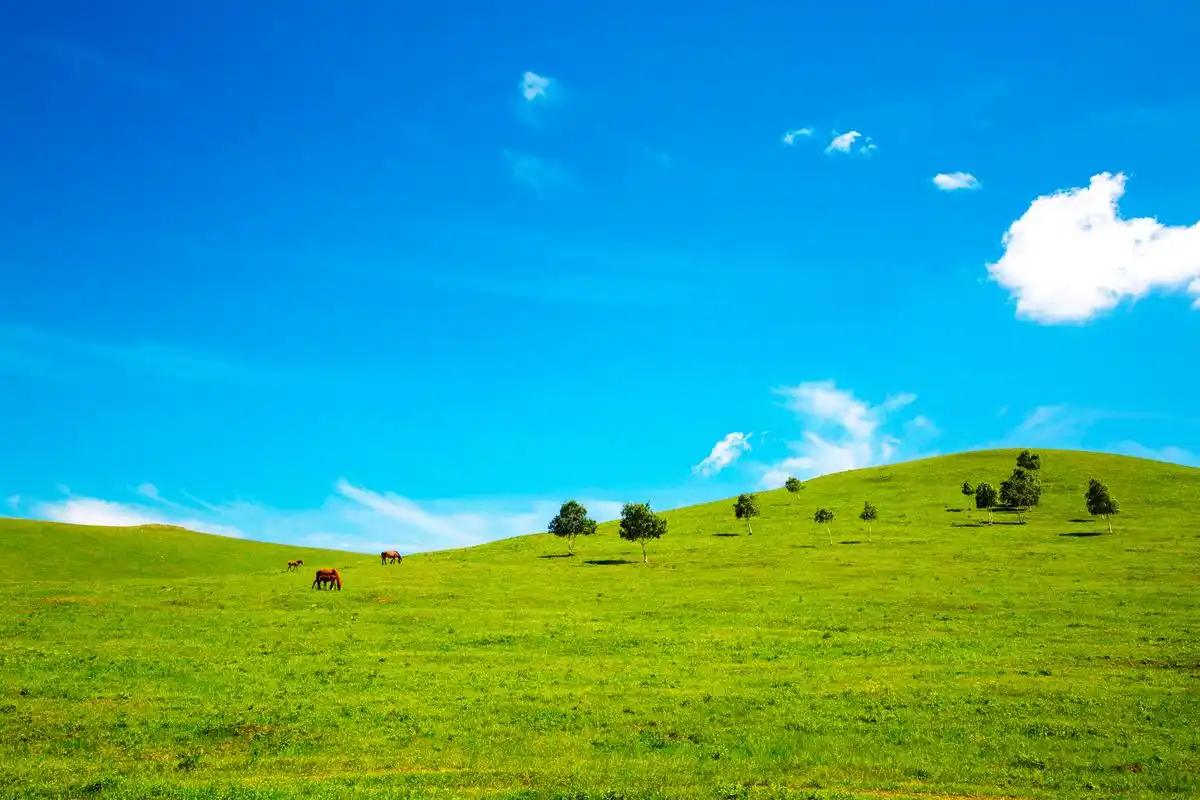 这片广袤的草原位于内蒙古,一望无际的绿色草坪,伴随着牛羊漫步其中