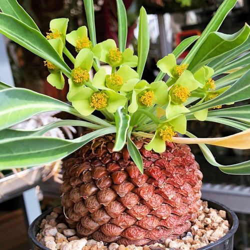 铁甲丸 euphorbia bupleurifolia 苏铁大戟块根多肉绿植 一物一拍
