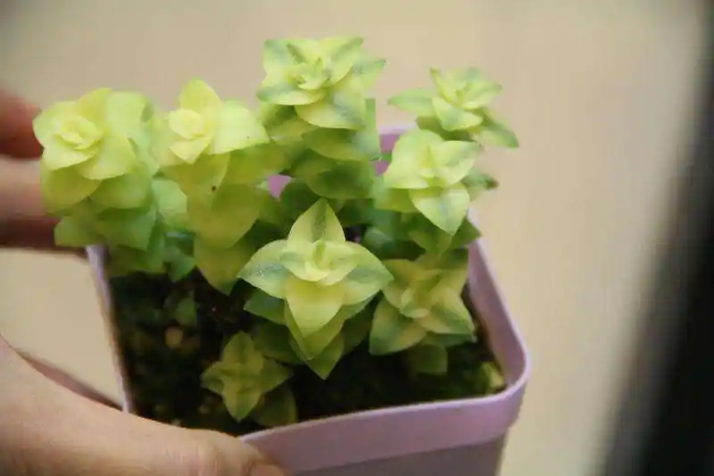 多肉植物十字星怎样繁殖?