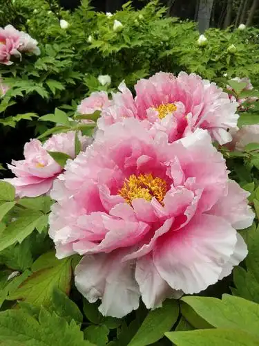 洛阳牡丹花会随拍～中国国花园,隋唐植物园牡丹花