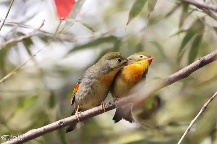 一夫一妻相依相偎红嘴相思鸟