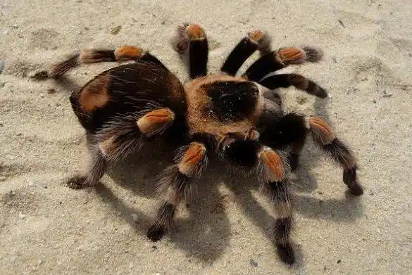 我很凶,但是我也很温柔 |《昆虫记》之狼蛛