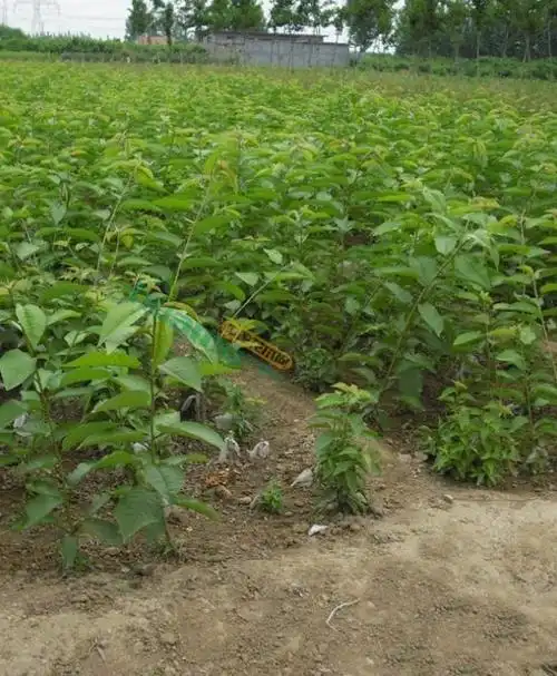 地径1公分黑珍珠樱桃苗 黑珍珠樱桃苗市场行情