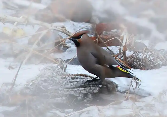 短焦镜头拍摄太平鸟·打鸟习作《五》