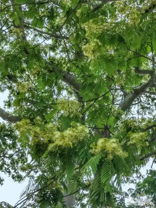 如何正确区分红花楹蓝花楹南洋楹和楹树?