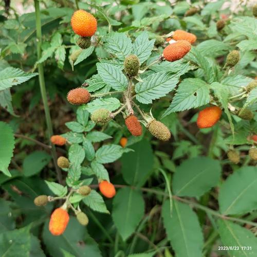 红腺悬钩子牛奶莓红刺苔马泡农村儿时野果根中药材
