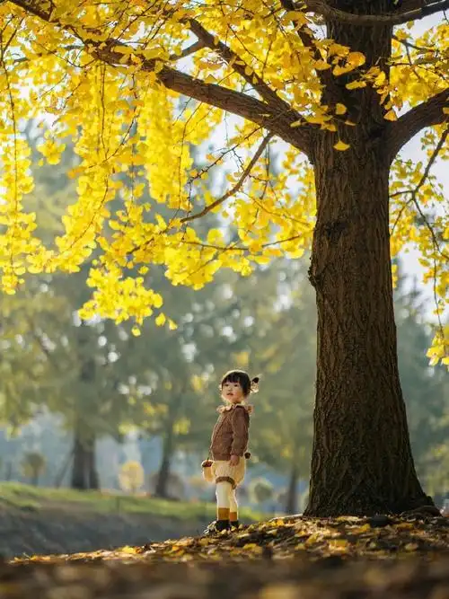 育儿##带娃日常##儿童摄影##成都周边游##秋天##成都银杏已到最佳
