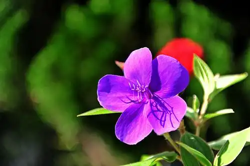 内心 开一朵小花