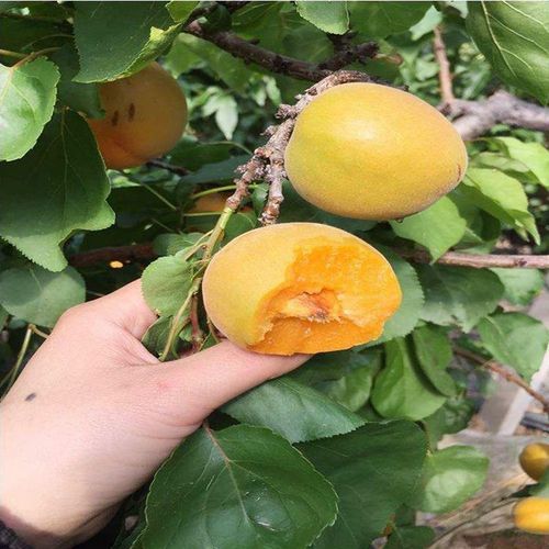 嫁接杏树苗新品种特大凯特杏巨蜜王杏果树苗当年结果南方北方种植