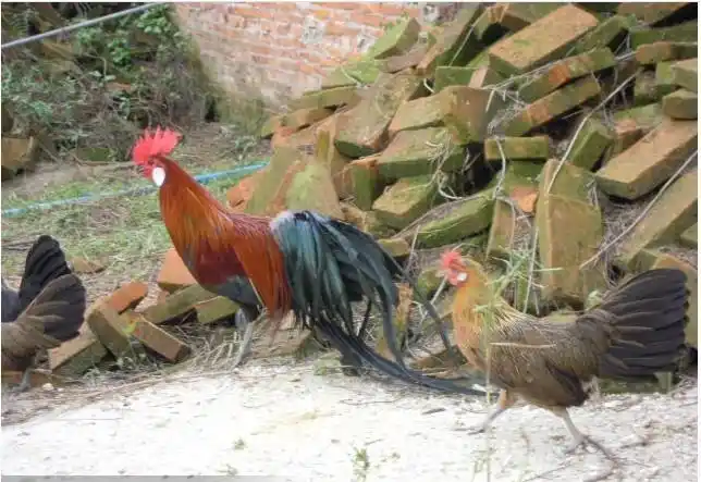 这年头城里人有吃过野山鸡蛋和野山鸡吗?