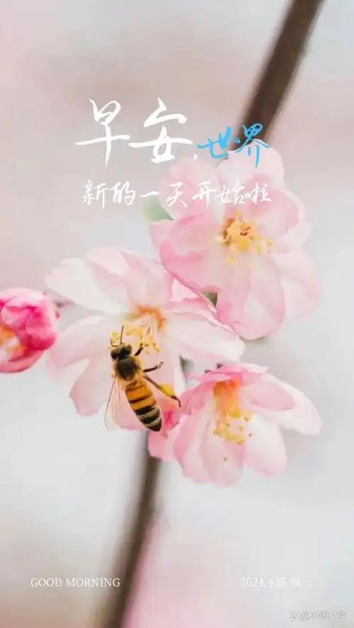 鲜花早安图片心语正能量文案,漂亮早上好图片问候语句