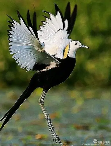 世界上最美的鸟都在这儿了.很贵,很贵,,很贵的图片!