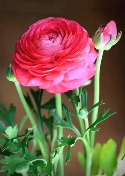 花开富贵,堂满贵富,各种各样的花,真漂亮!