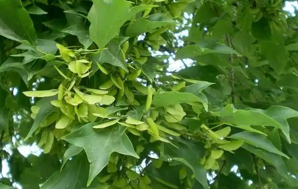 三角枫种植简单介绍