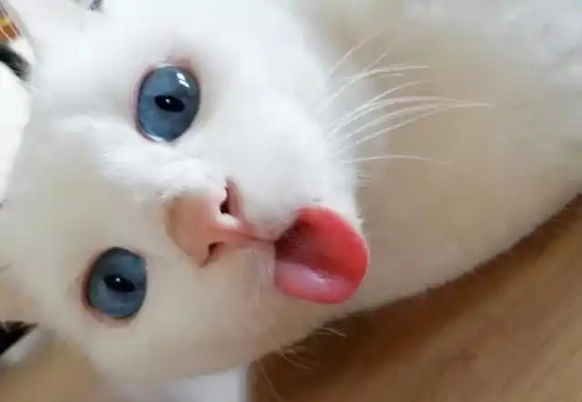 猫咪"吐舌头"的行为,真不是卖萌,而是在暗示铲屎官