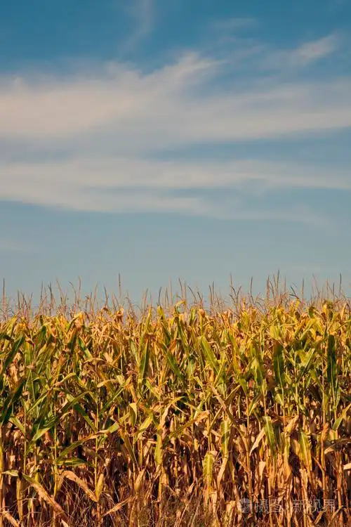 玉米地夏季