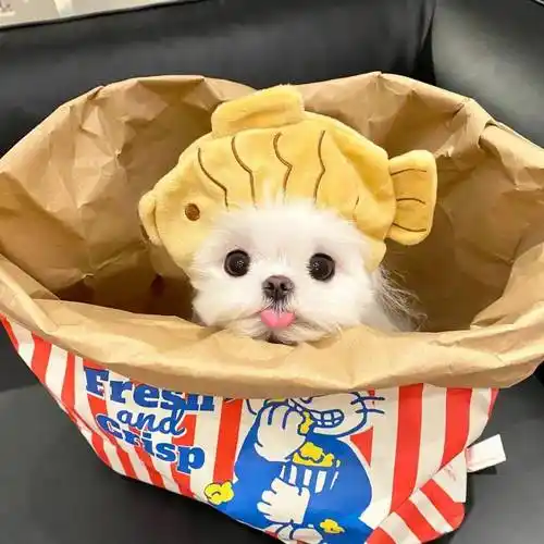 头像|超可爱头像又来咯