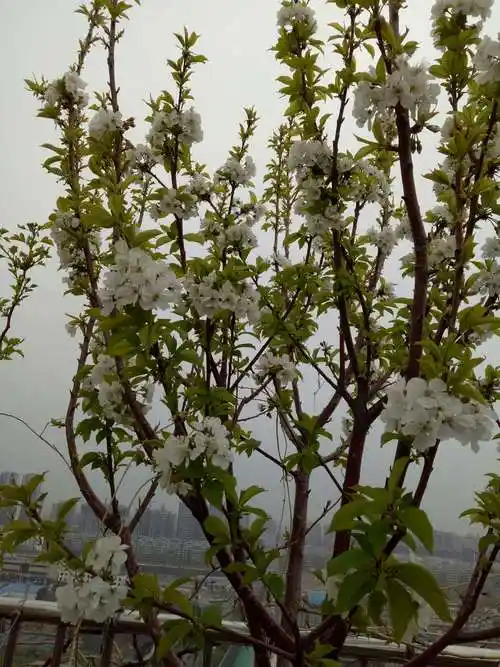 家里的樱桃树开花了