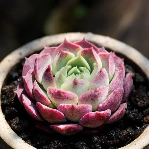 朱砂痣多肉植物进口贵货精品四季室内盆栽肉肉植物花陌派云南多肉