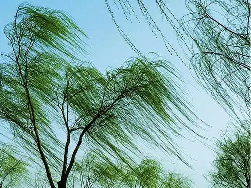 嫩绿的柳枝为什么会随风飘舞?