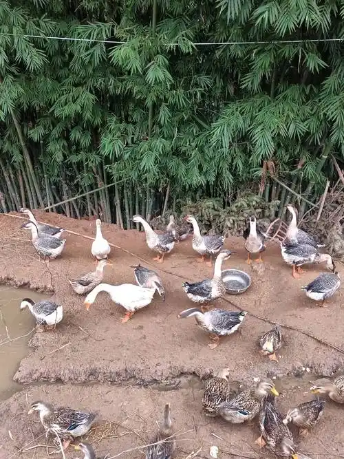 现货,真正农村土鹅,现在只有三十只了.