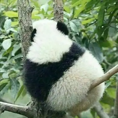 超萌的大熊猫头像可爱图片