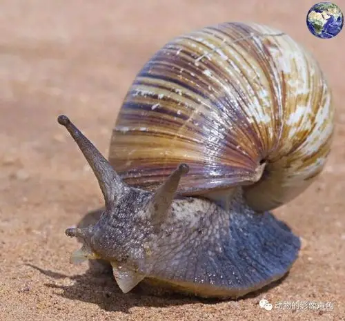 恐怖入侵物种非洲大蜗牛,从非洲一路蔓延到了世界各地