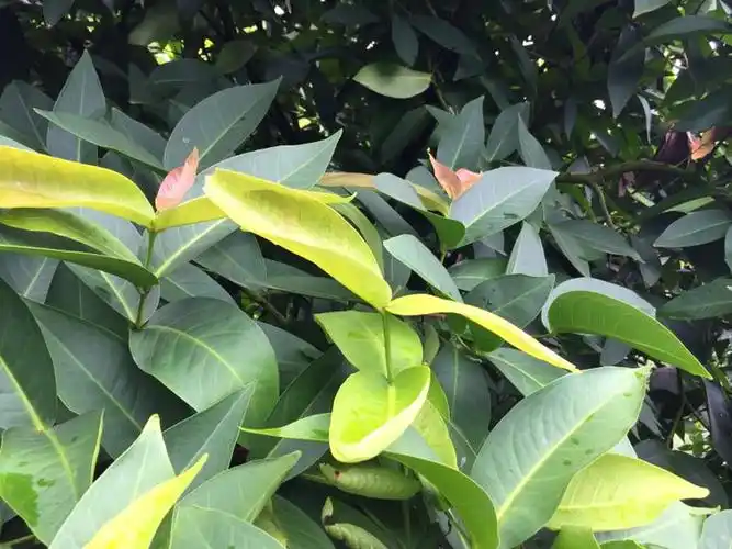 "福邦"10%有机肥料(水溶型)在海南莲雾上的应用