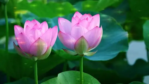 【原创摄影】美丽的荷花