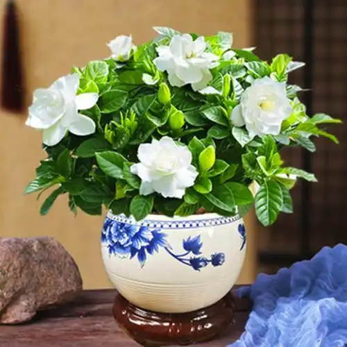 春天养栀子花,这"1点"不要弄错了,不然黄叶难开花