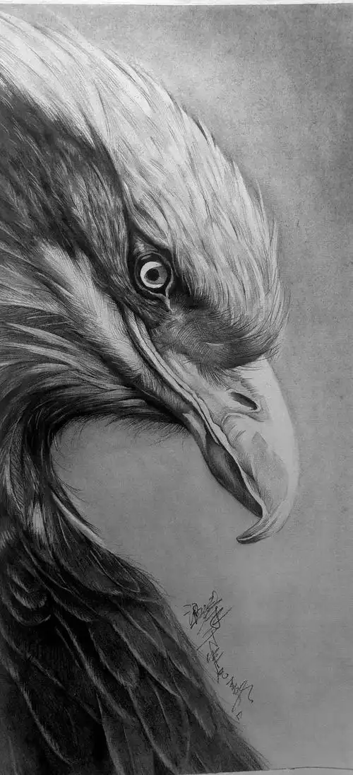 非凡画室精微动物素描