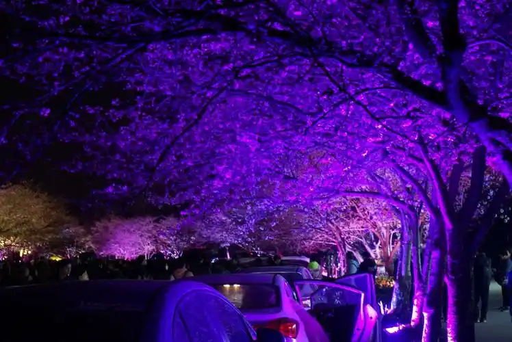 鼋头渚 与夜樱花的约会