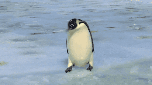 500_281gif 动态图 动图